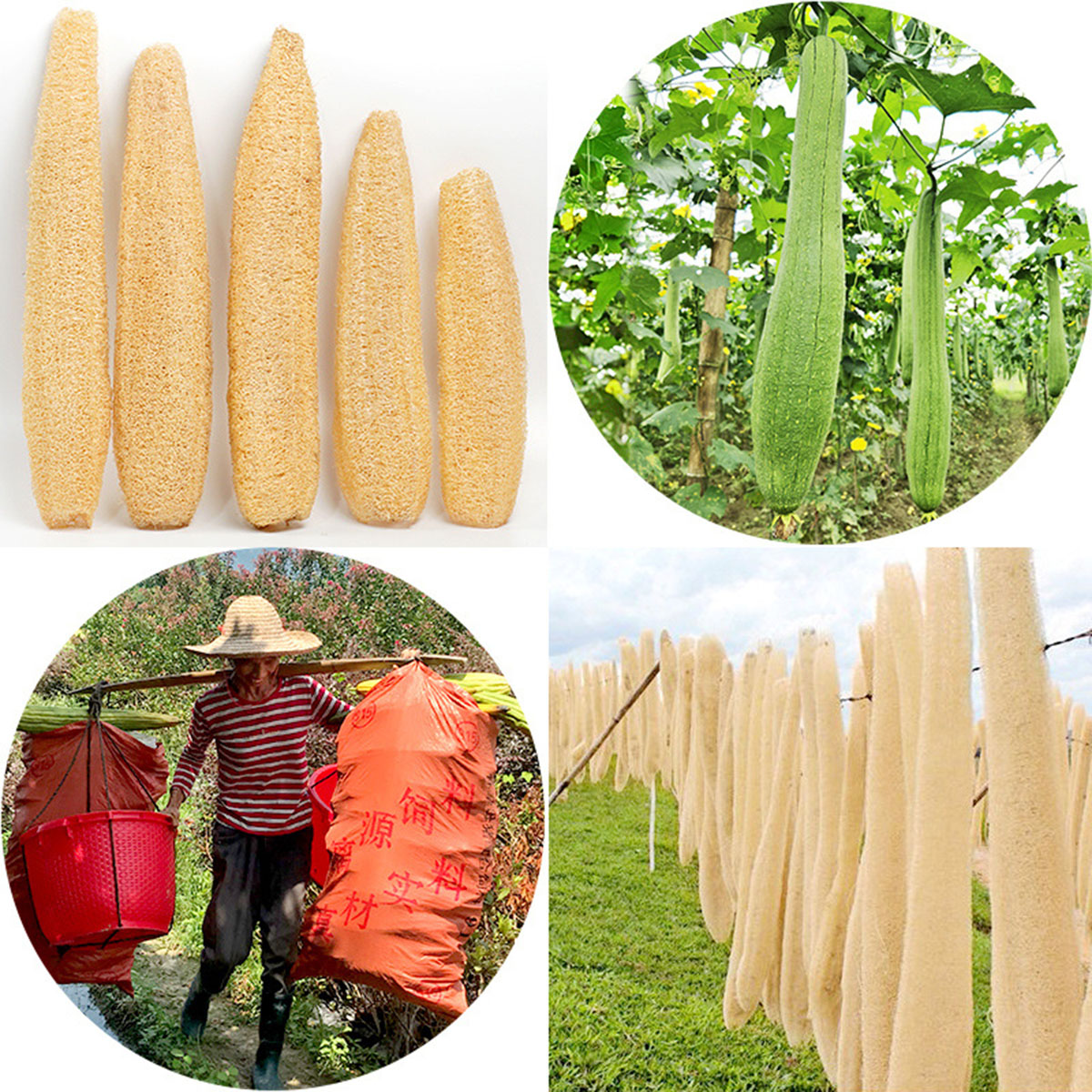 1 szt. Naturalna gąbka luffa,  – Body Loofah Natural recenzja i cena